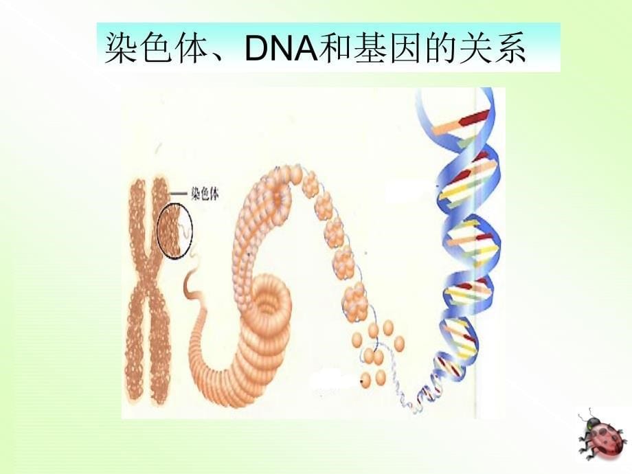 基因亲子代间的传递 (2)_第5页