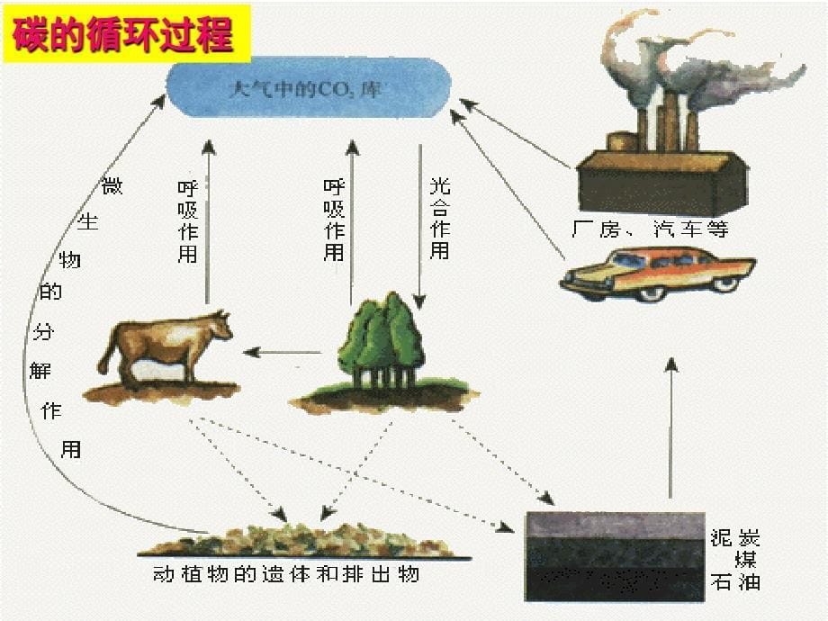 生态系统的物质循环_第5页