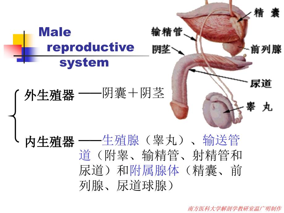 解剖学之男性生殖系统课件.ppt_第2页