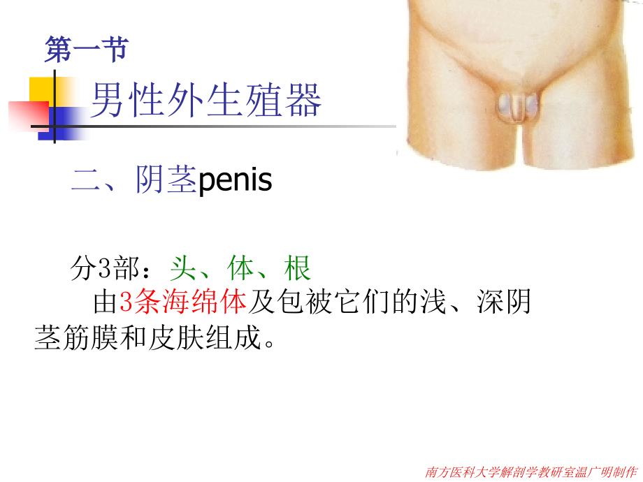 解剖学之男性生殖系统课件.ppt_第4页