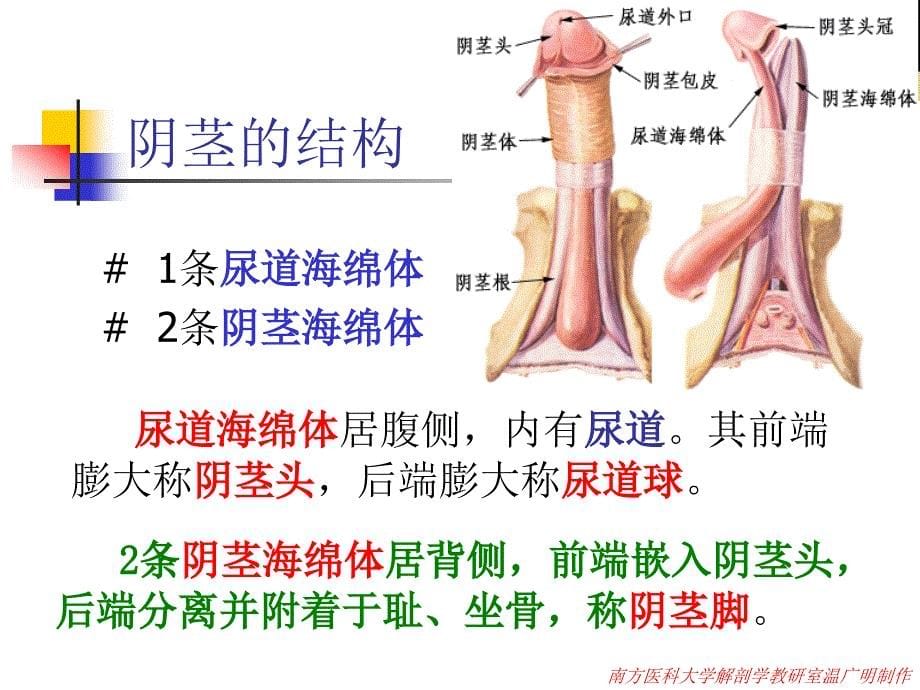 解剖学之男性生殖系统课件.ppt_第5页