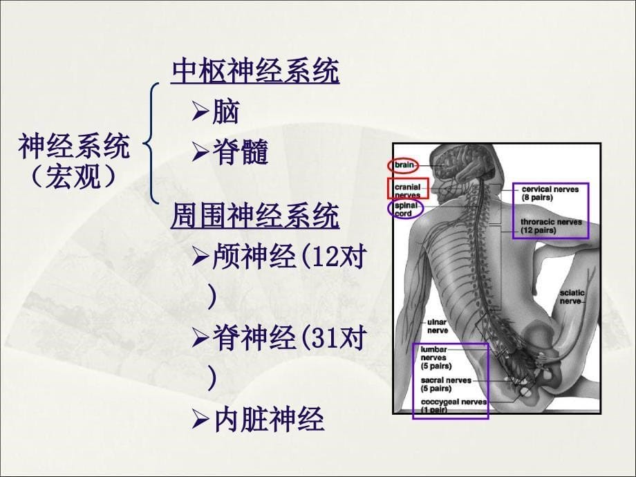 人体生物化学与疾病_第5页