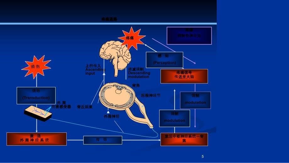 神经阻滞在疼痛科应用_第5页