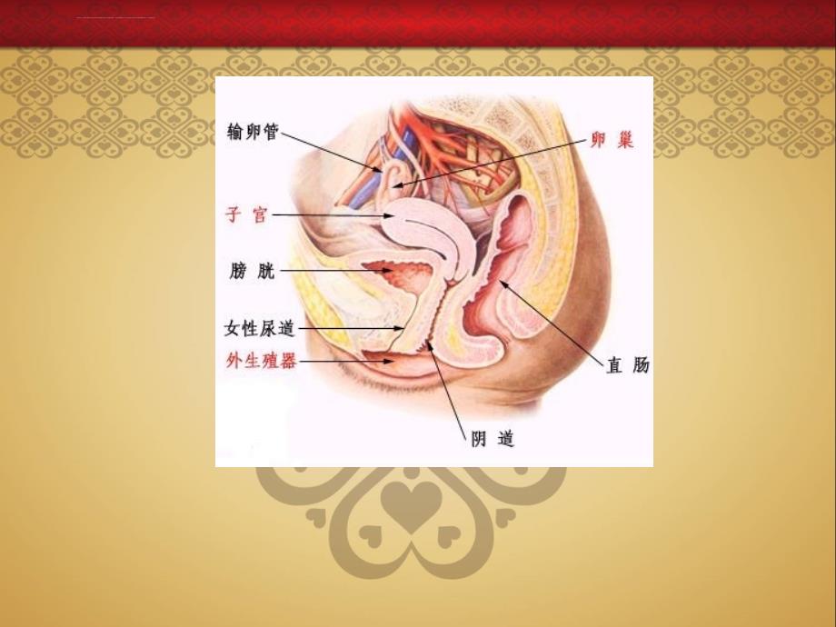 小学五六年级女生青春期生理健康教育ppt课件_第2页