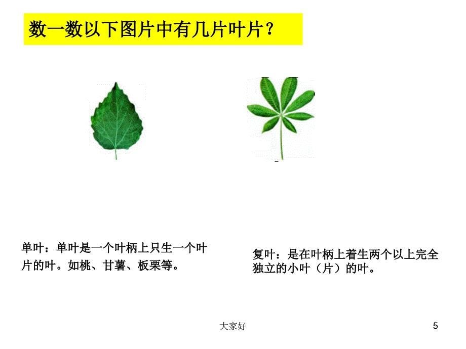 叶的结构和功能PPT课件_第5页