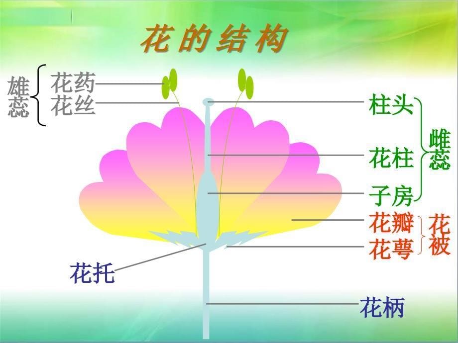 苏科版初中生物八上第七单元19.1《植物的生殖》 (共22张PPT)_第5页