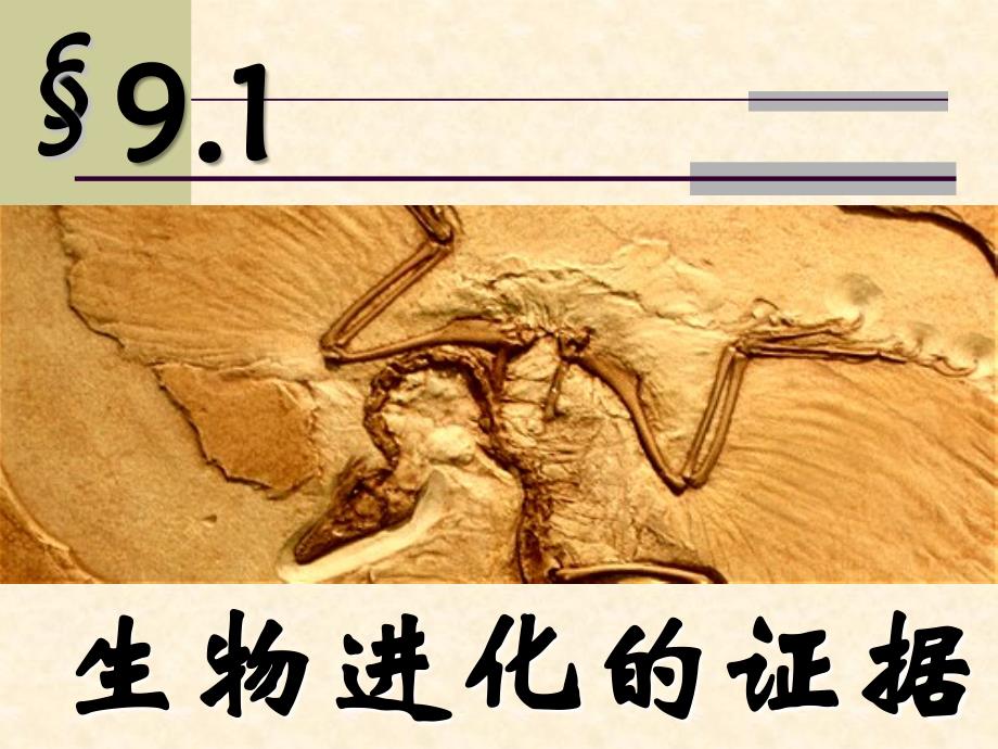 生物进化的证据_第1页
