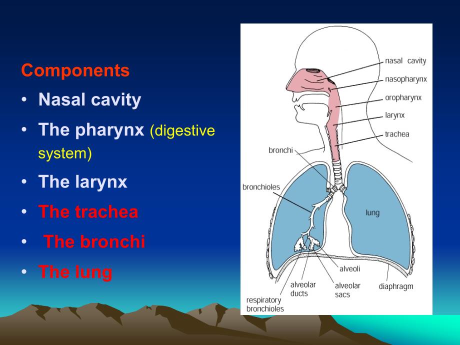 基础医学各论I：Respiratory System_第3页