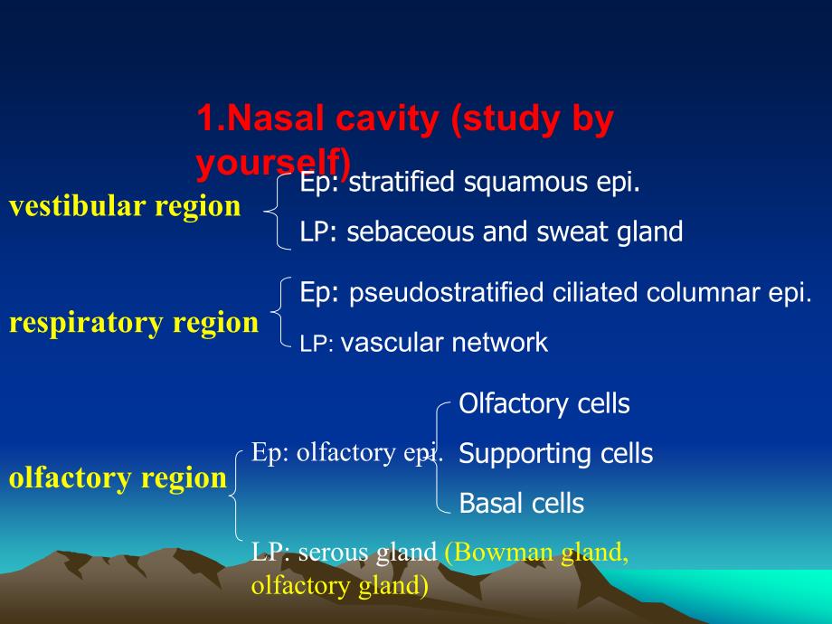 基础医学各论I：Respiratory System_第4页