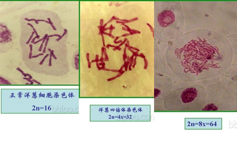 一轮 必修二 5 人类遗传病_第4页