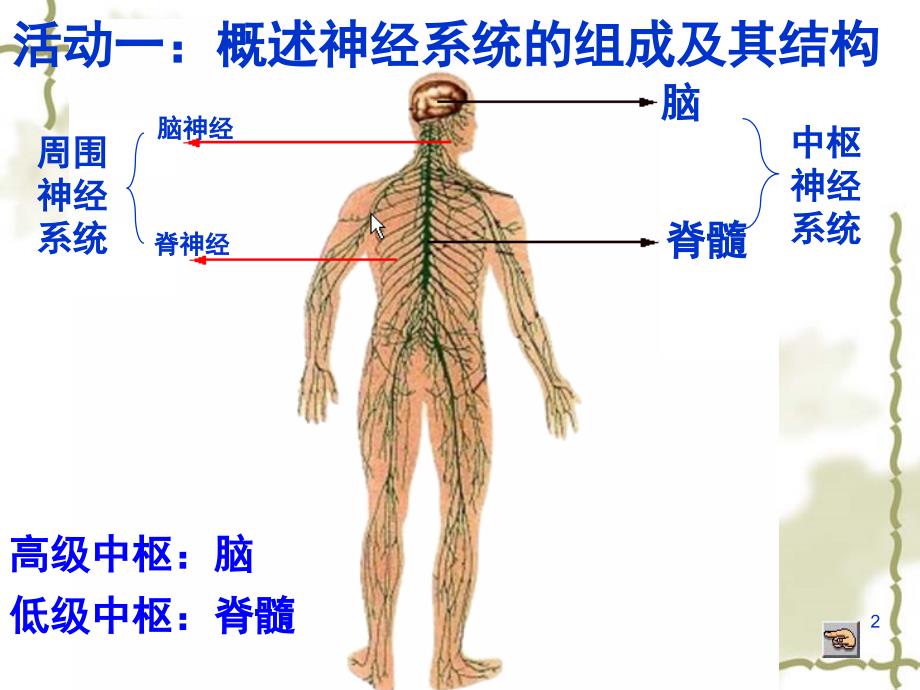 通过神经系统的调节课堂PPT_第2页