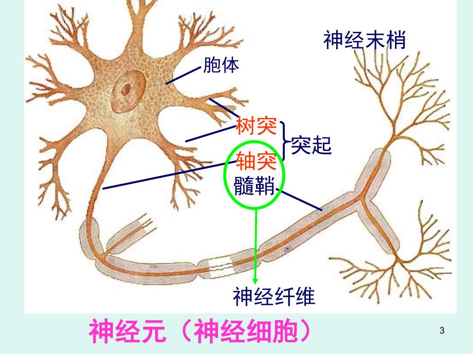 通过神经系统的调节课堂PPT_第3页