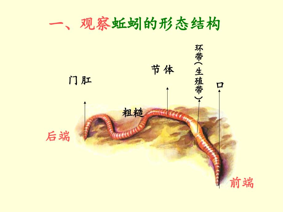 小学科学大象版六年级上册第五单元 我们经历的科学探究过程1 案例分析：对蚯蚓的探究_第4页