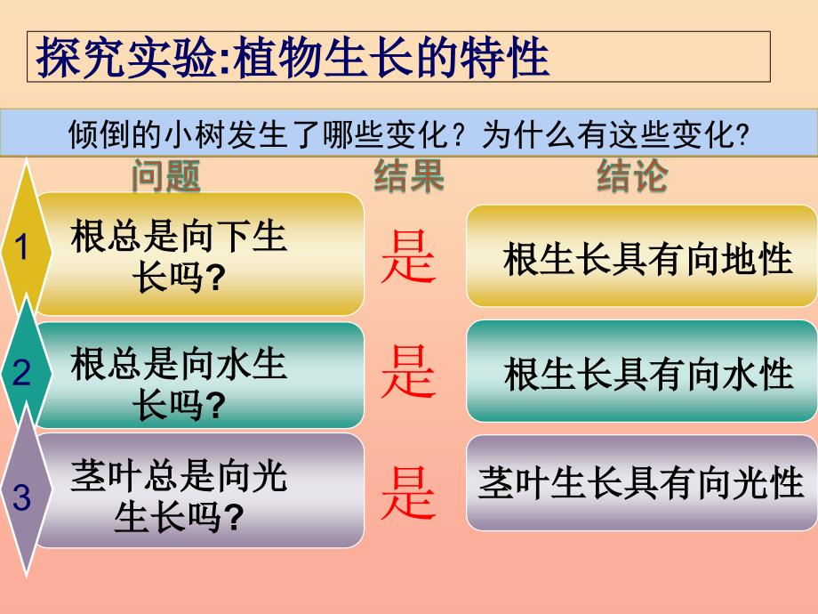 六年级科学上册 1.1 一棵顽强的小树课件3 湘教版.ppt_第4页