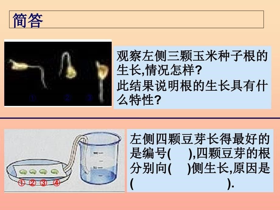 六年级科学上册 1.1 一棵顽强的小树课件3 湘教版.ppt_第5页