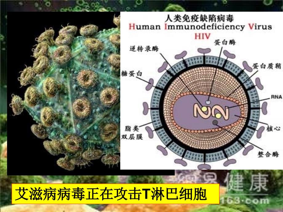 八年级下生物教案_第二节_病毒_第3页