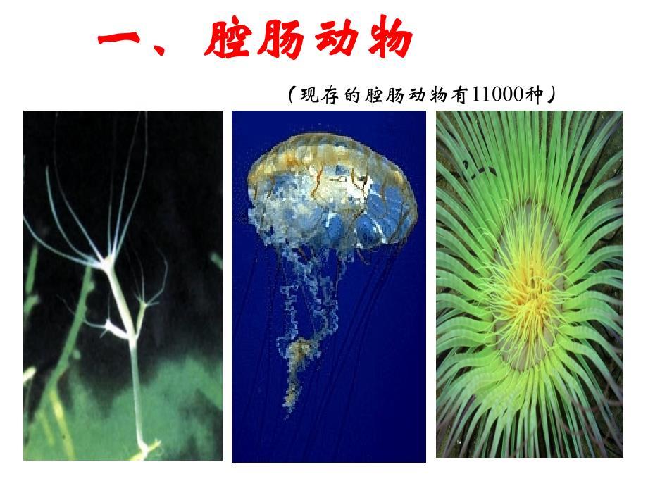 腔肠动物和扁形动物课件_第3页