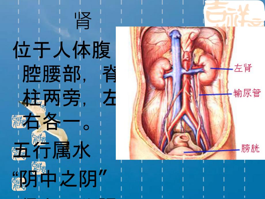 中医基础理论6藏象肾ppt课件_第1页