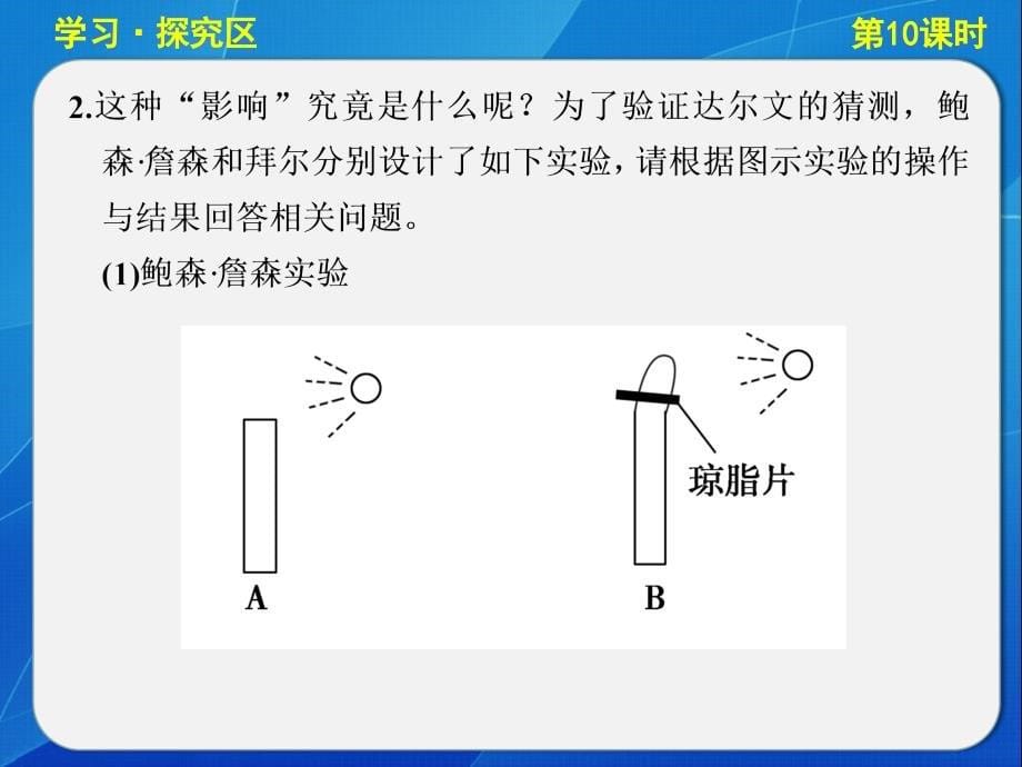 植物生长素的发现(精品学案版)课件_第5页