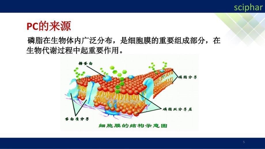 解密磷脂磷脂酰胆碱和磷脂酰丝氨酸PPT精选文档_第5页