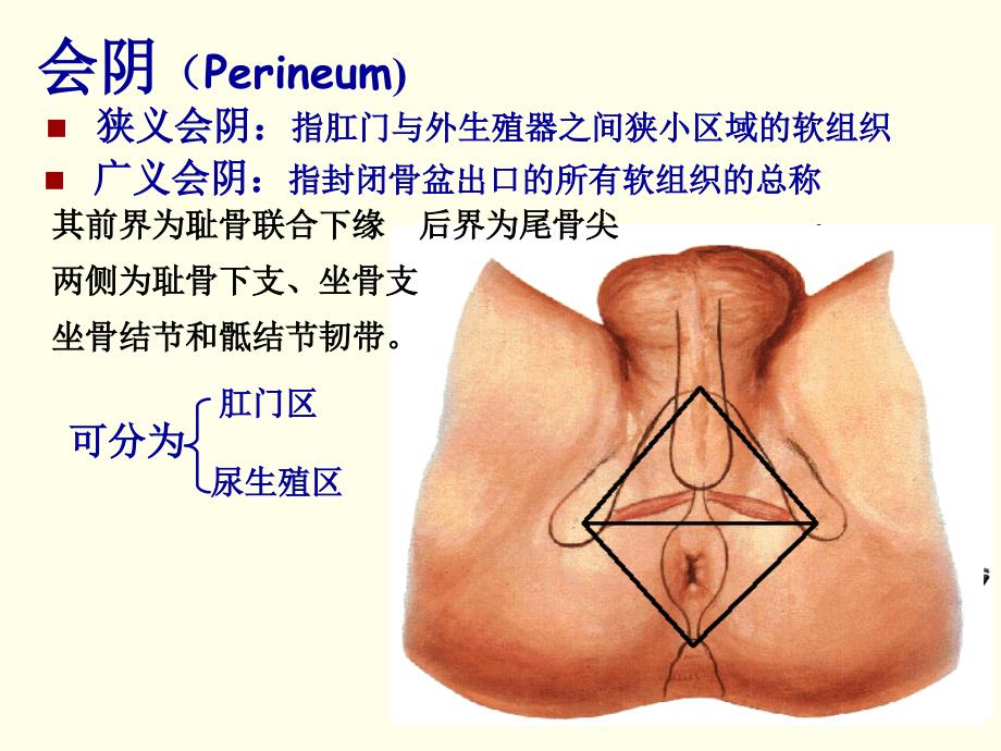 系统解剖学：9会阴_第2页