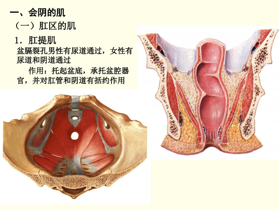 系统解剖学：9会阴_第4页