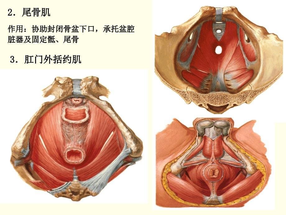 系统解剖学：9会阴_第5页