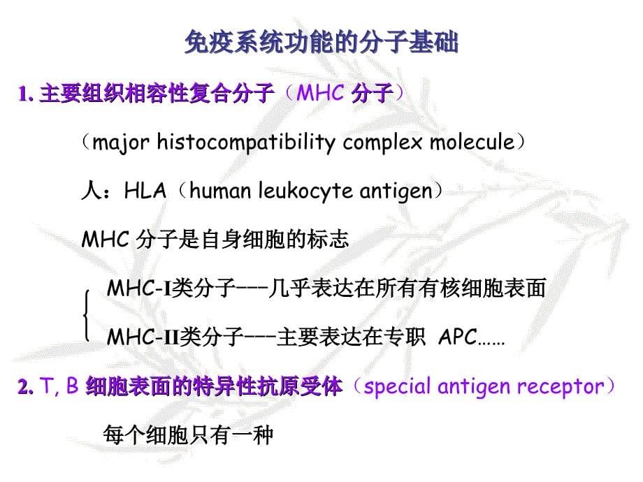 组织胚胎学：免疫系统_第5页