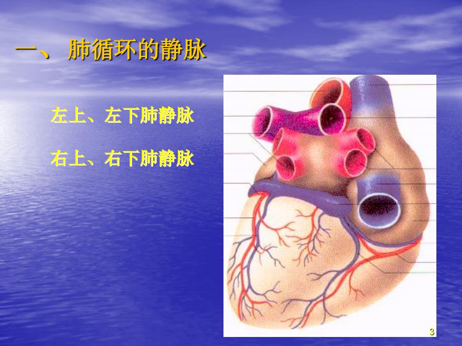 静脉(解剖)PowerPoint 演示文稿_第3页