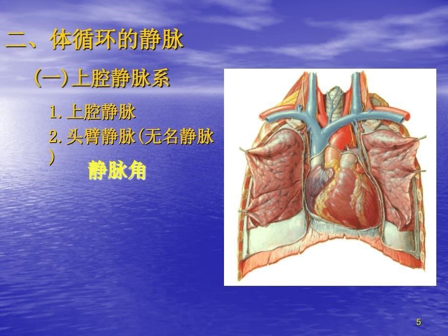 静脉(解剖)PowerPoint 演示文稿_第5页