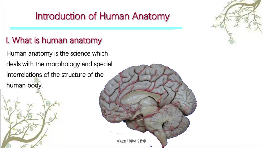 系统解剖学绪论骨学_第4页