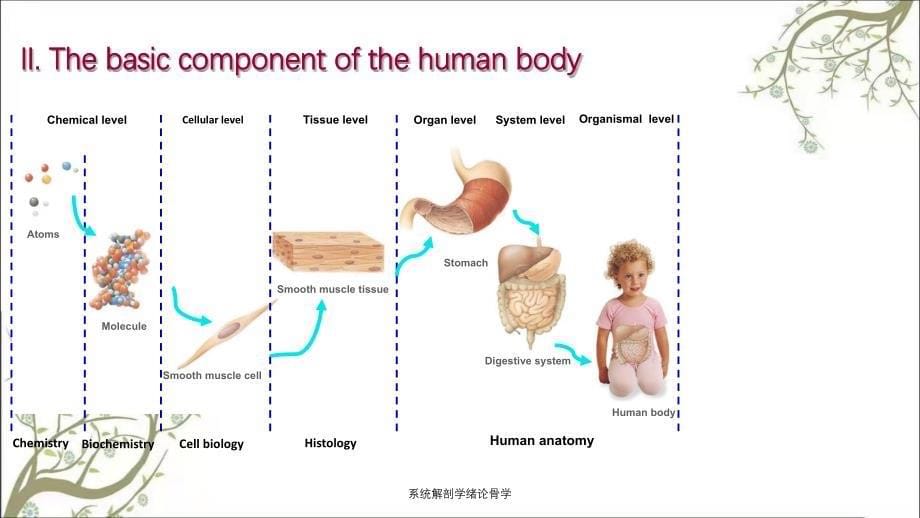 系统解剖学绪论骨学_第5页