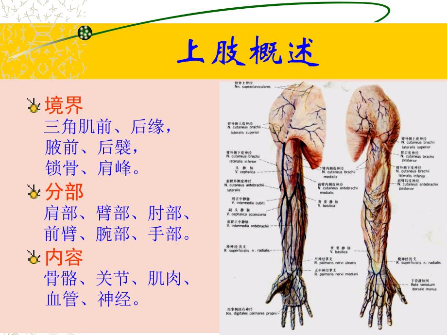 上肢下肢解剖图例PPT课件_第2页