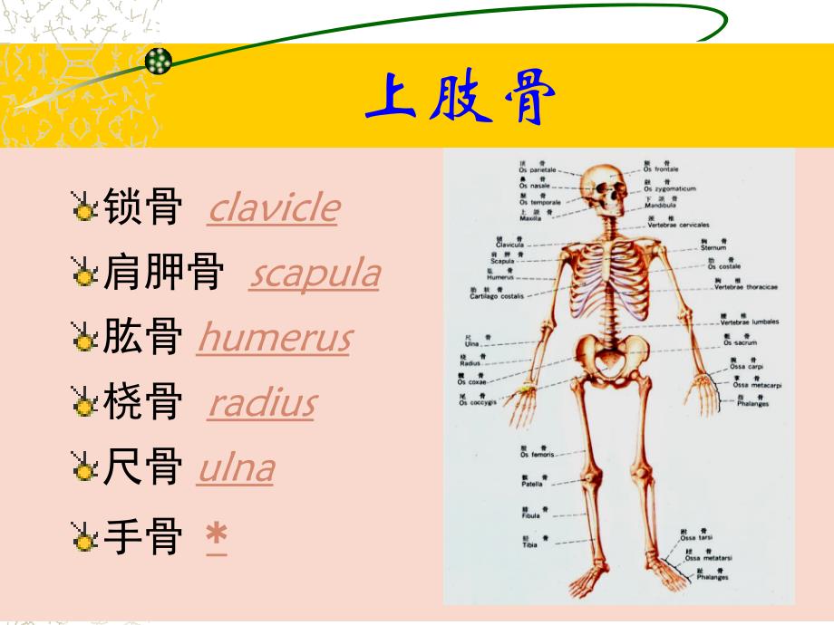 上肢下肢解剖图例PPT课件_第3页