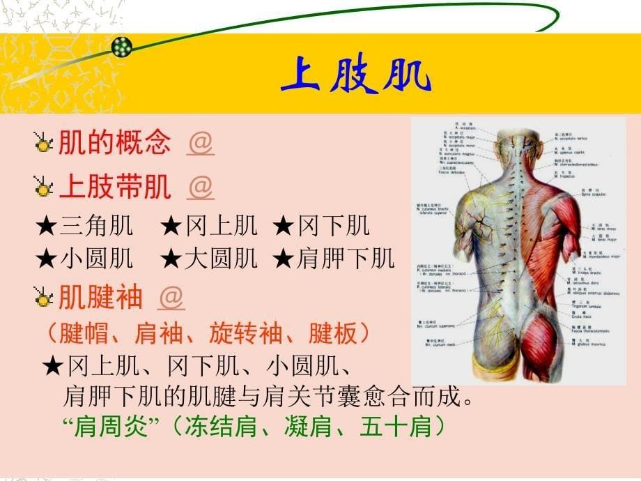 上肢下肢解剖图例PPT课件_第5页