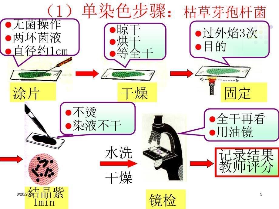 《实训三细菌染色法》PPT课件.ppt_第5页