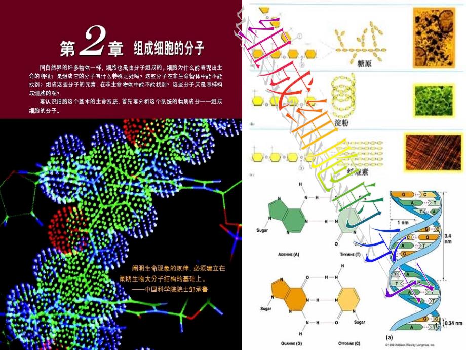 组成细胞的分子授课用_第1页