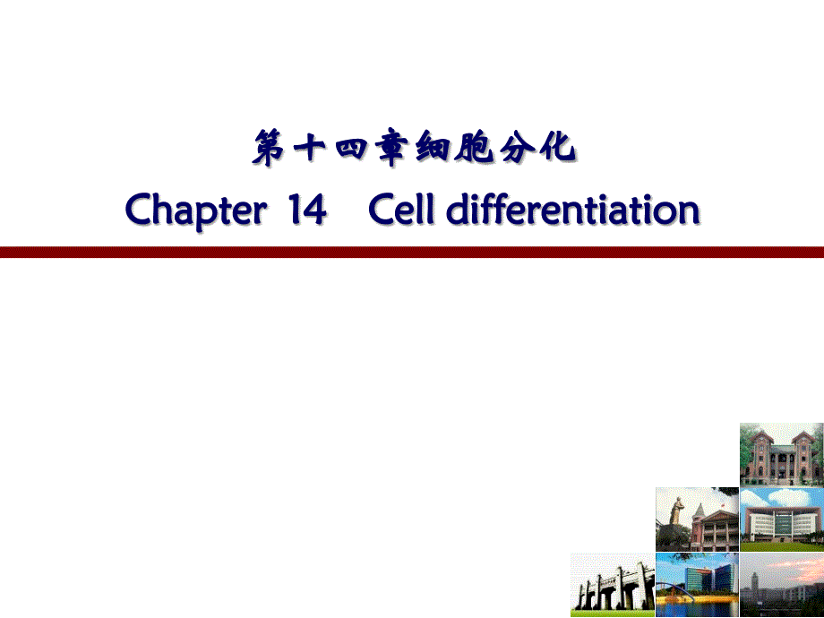 医学细胞生物学：14 细胞分化_第1页