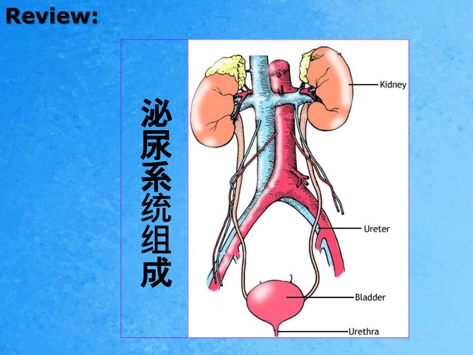 组织胚胎学泌尿系统ppt课件_第3页