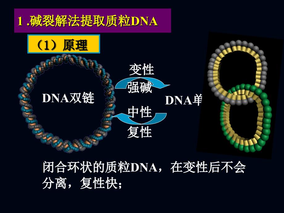 基因工程的主要技术原理_第3页