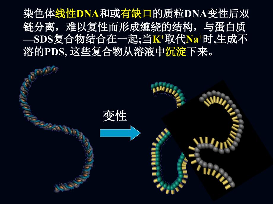 基因工程的主要技术原理_第4页