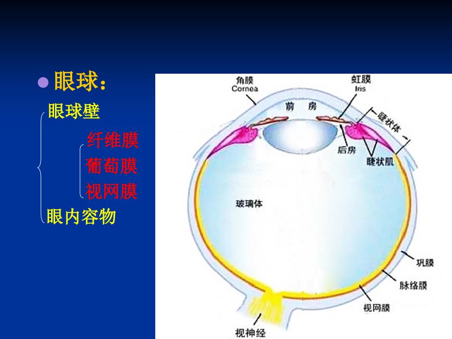 《眼部超声检查》PPT课件_第4页