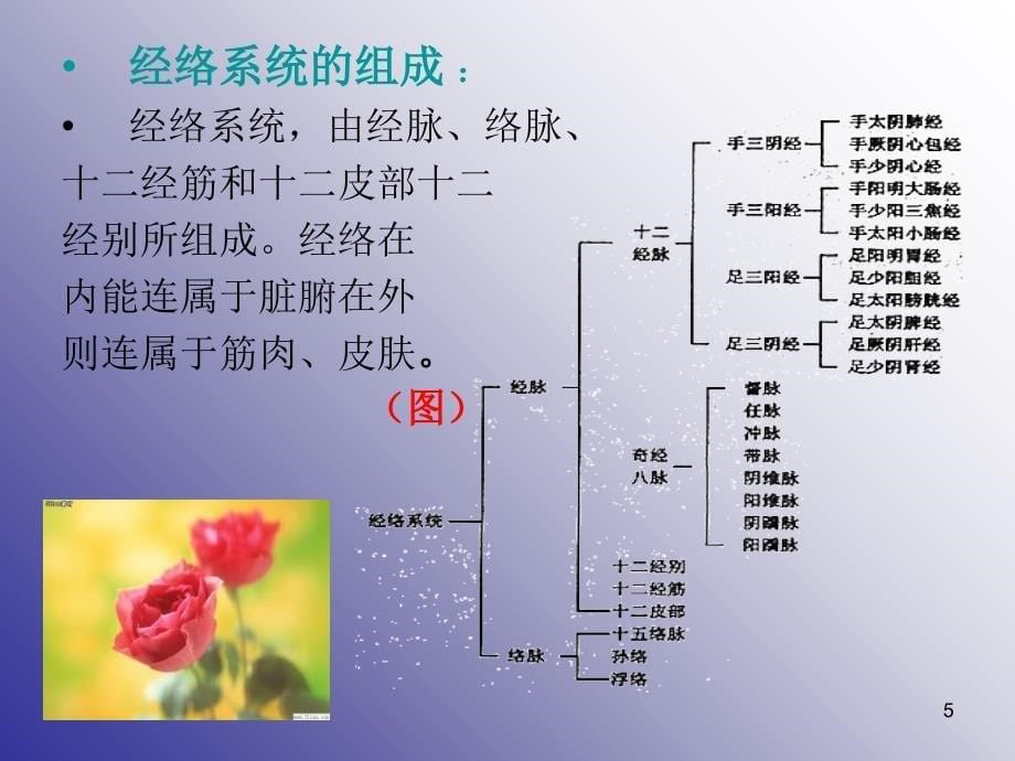 中医诊断学之经络参考PPT_第5页