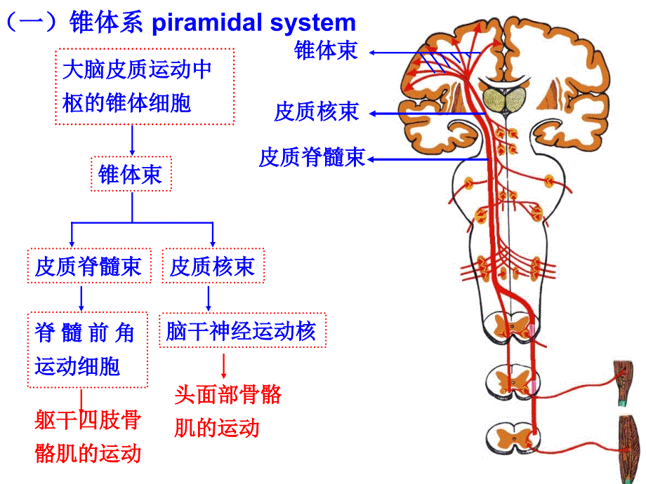 运动传导通路_第3页