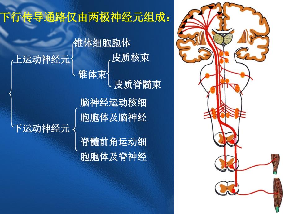 运动传导通路_第4页