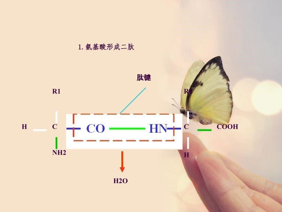 氨基酸形成蛋白质的过程ppt课件_第5页