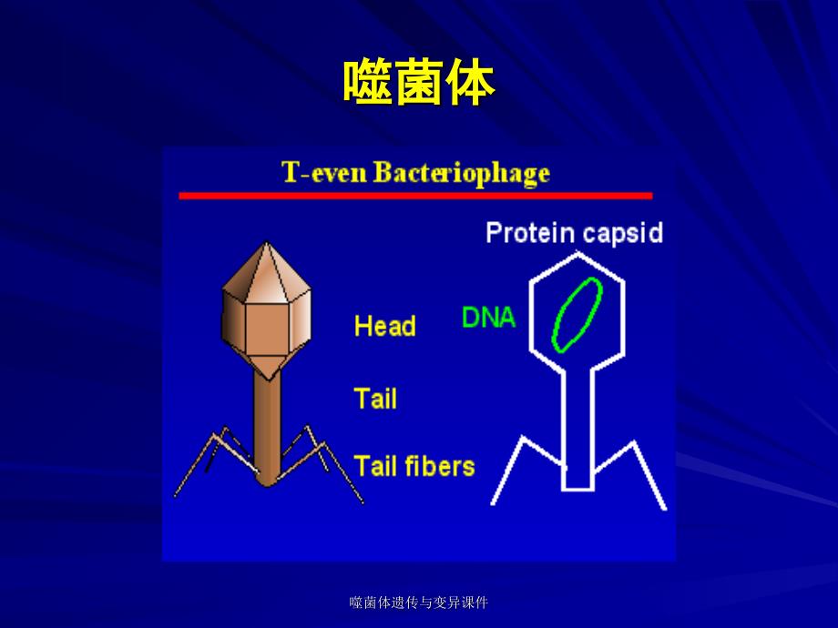 噬菌体遗传与变异课件_第3页