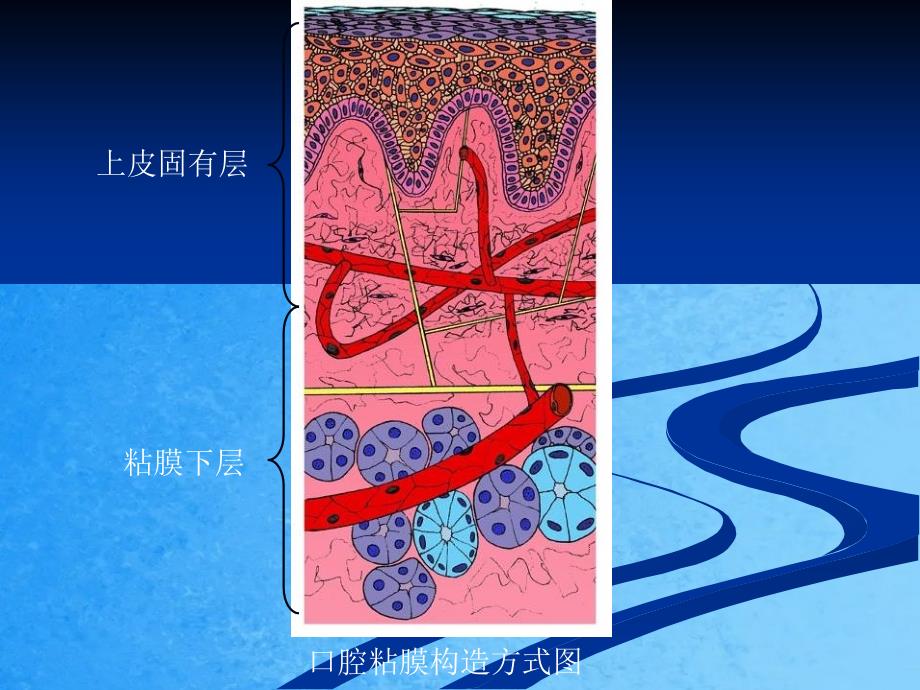 第三部分口腔粘膜ppt课件_第2页