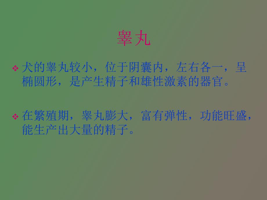 犬的生殖系统_第4页