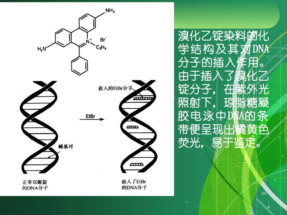 现代分子生物学复习_第4页